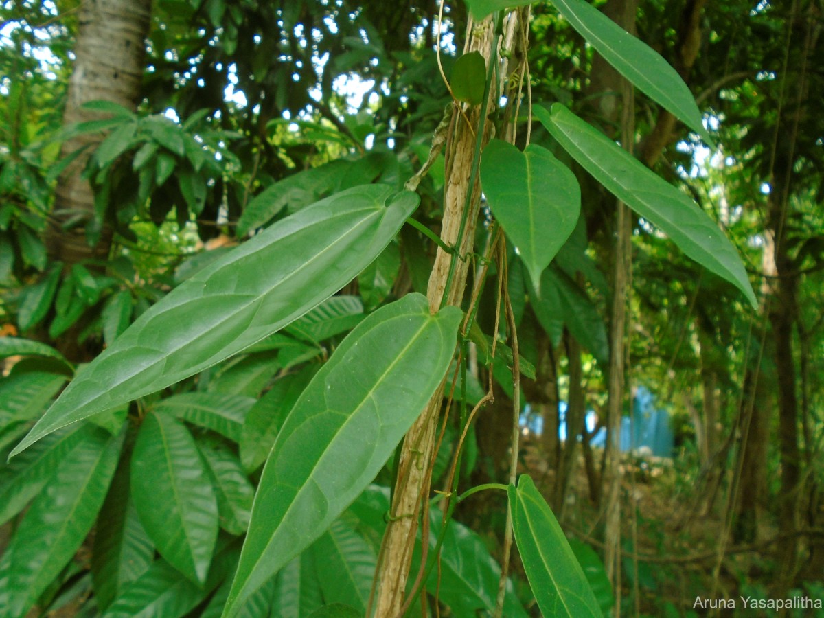 Zanonia indica subsp. indica L.